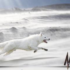 Max  - Berger Blanc Suisse