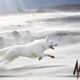 Max  - Berger Blanc Suisse