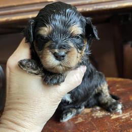 Anthem - Tri-color male Bernedoodle puppy in Superior, Arizona from Mountain Bridge Doodles