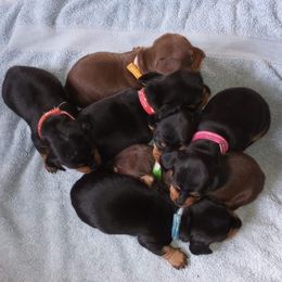 Dachshund Puppies from Muffin Meadows Doxies