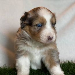 Australian Shepherd Puppies from Sweets' Cattle Co and Australian Shepherds