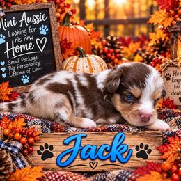 Jack - Red merle male Miniature Australian Shepherd puppy in Idalou, Texas from Lonesome Pine Mini Aussies