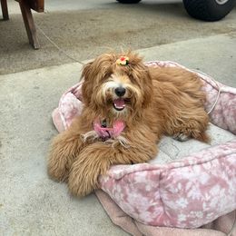 Goldendoodle All Grown Up from Golden Hearted Goldendoodles