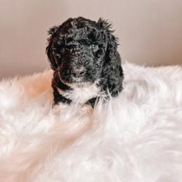 Turkey - Black and white male Sheepadoodle puppy in Republic, Missouri from DOOD & Co