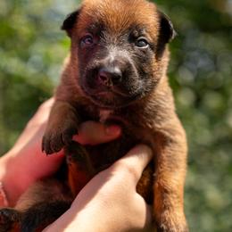 Bear - Fawn male Belgian Malinois puppy in Lincoln, Nebraska from Nebraska K9