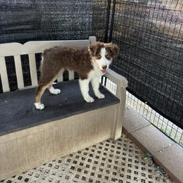 Sunny - Red tri-color male Australian Shepherd puppy in Lancaster, California from Al Sira Australian Shepherds