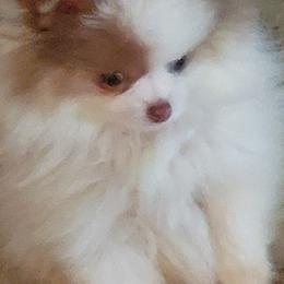 Pomeranian Puppies from Bluebonnet Pomeranians