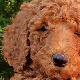 Goldendoodles and Poodles from Center Hill Poodles