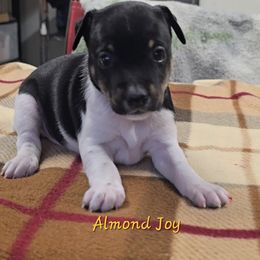 Almond Joy - Black tan and white female Rat Terrier puppy in Divide, Colorado from Outlaw Farm and Kennel