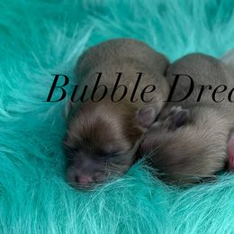 Pomeranian Puppies from BD Poms