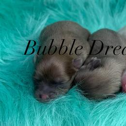 Pomeranian Puppies from BD Poms