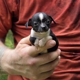 Girl 4 - Black and white female Chihuahua puppy in East Camden, Arkansas from RoyAl