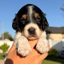 2nd Pick Male - Blue belton and tan (tri-color) male Llewellin Setter puppy in Blackfoot, Idaho from Sand Hill Shepherds & Setters