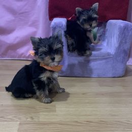 Yorkshire Terrier Puppies from Charm's Kennel