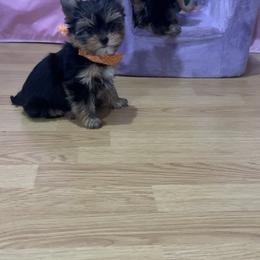 Yorkshire Terrier Puppies from Charm's Kennel