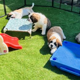 Saint Bernard Puppies from St Bernard Kingdom, LLC