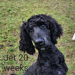 Jet - Phantom Poodle puppy in Long Beach, Washington from Sandcastle Standard Poodles