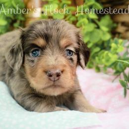 Pearl - Dapple female Dachshund puppy in Allons, Tennessee from Amber's Flock Homestead