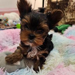 Rosaline aka Rosie - Black and tan female Yorkshire Terrier puppy in Moses Lake, Washington from Harmony Hills Yorkies