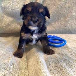 Dachshund and Morkie Puppies from Amazing Morkies