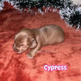 Cypress - Dapple female Dachshund puppy in Huntington, Texas from Camacho_Dachshunds