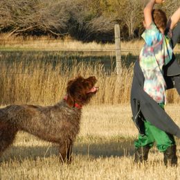 Wirehaired Pointing Griffons from Ear Mountain Griffons