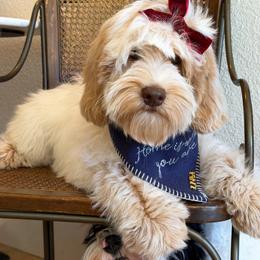 Lola (OLDER TRAINED PUPPY) - Caramel cream female Australian Labradoodle puppy in Valley Springs, California from Blue Denim Doodles