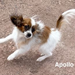 Apollo - Red white and sable male Papillon puppy in Show Low, Arizona from Coppertone Papillons