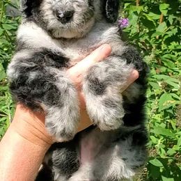 Bernedoodle Puppies from Foothills Family Doodles