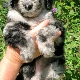 Bernedoodle Puppies from Foothills Family Doodles