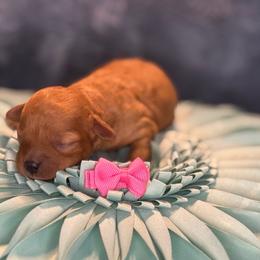 Maid Marian - Apricot female Cavapoo puppy in Waldron, Arkansas from Kay’s Cutie Poos
