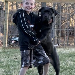 Light pink collar female - Black female Boerboel puppy in Rockford, Illinois from Adoraboerboels