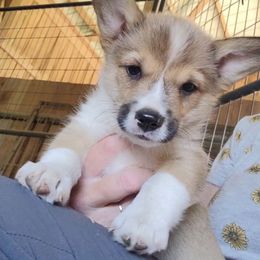 Hugh - Sable male Pembroke Welsh Corgi puppy in Ethridge, Tennessee from Liberty Hill Farm