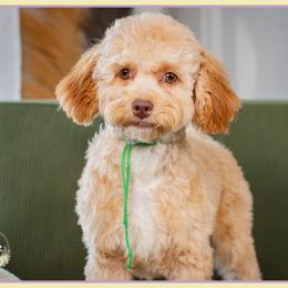 Bellwether - Red female Cockapoo puppy in Connersville, Indiana from Deaz Doodle Ranch