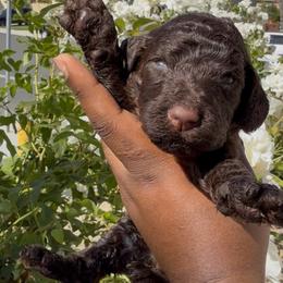 Copper Coast - Brown male Poodle puppy in Corona, California from Garden Of Poodles
