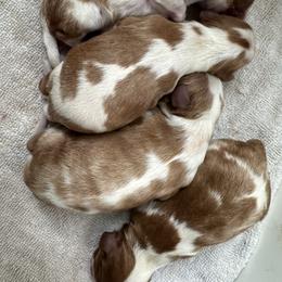 Janiero - Cavalier King Charles Spaniel