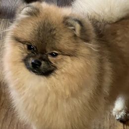 BEAR - Pomeranian