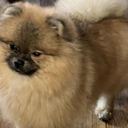 BEAR - Pomeranian