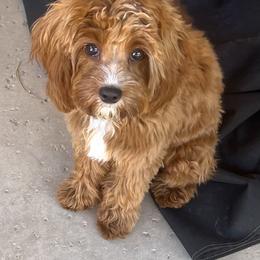 Cavapoo All Grown Up from Bubble-ishous Cavaliers and Cavapoos