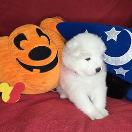 Girl 2 - female Samoyed puppy in Elko New Market, Minnesota from Double Helix Samoyeds