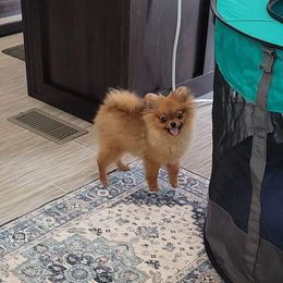 Pomeranian Puppies from Gypsy Poms