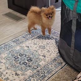 Pomeranian Puppies from Gypsy Poms