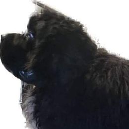 Jack - Newfoundland