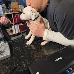 Dalmatian Puppies from Delaney's Dalmatians