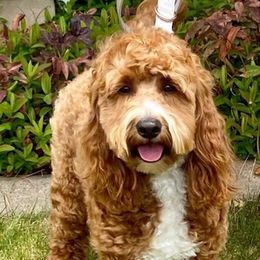 Goldendoodles from Bevans Goldendoodles