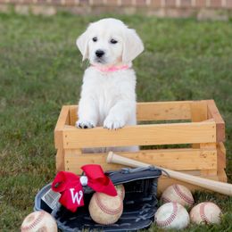 Golden Retriever Puppies from Southland Goldens