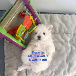 Franklin - White male Maltese puppy in Paden, Oklahoma from Logan's Perfect Puppies