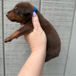 Snickers - Red and rust male Doberman Pinscher puppy in Ludowici, Georgia from Royal Destiny Kennels
