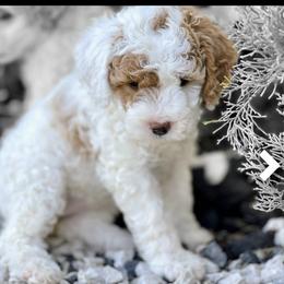 Lola - Poodle