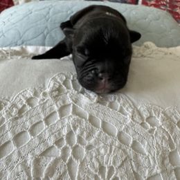 French Bulldog All Grown Up from Pipsters